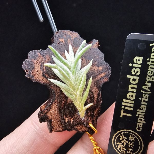 阿根廷卡畢/Tillandsia capillaris(Argentina)~早期由阿根廷進口的小型卡畢，已人工栽培多年的形態，圖四母叢參照！ 