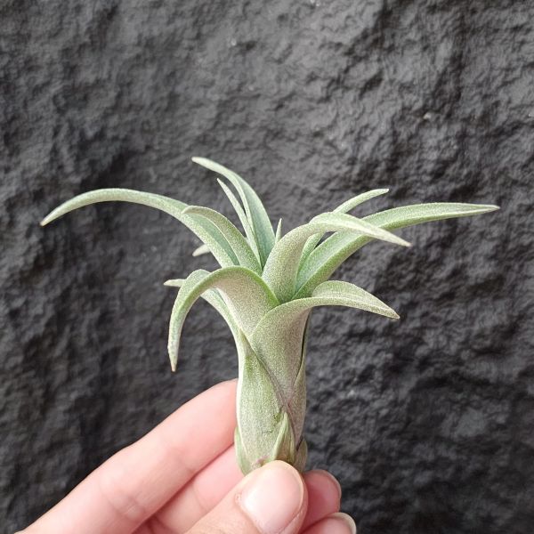 噴泉 × 電捲燙-線西/Tillandsia Exserta × Streptophylla 