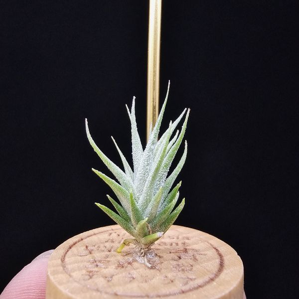 白天鵝 × 紅小犀牛/Tillandsia barfussii × pruinosa 