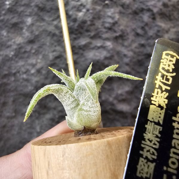 蜜桃小精靈紫花(斑)隨成長斑紋會逐漸明顯/Tillandsia ionantha Peach 