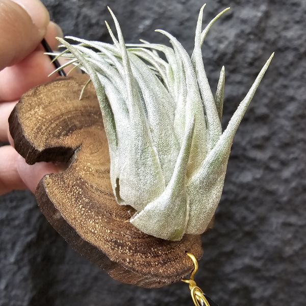 K燒(大尺寸)/Tillandsia kautskyi 