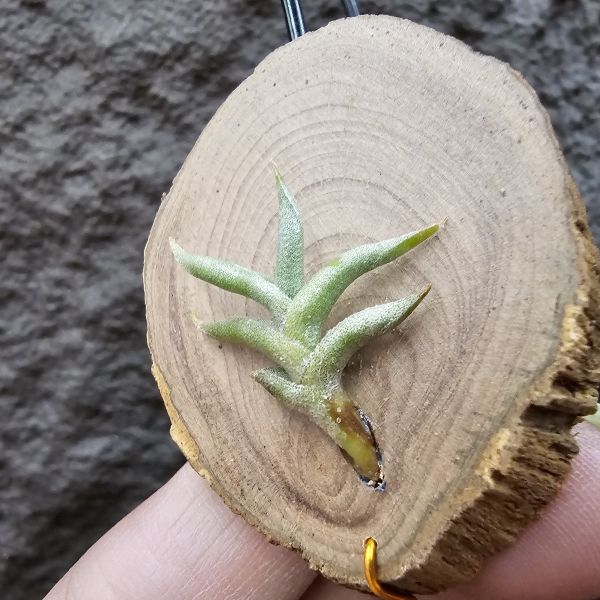 赫塔minor台產芽/Tillandsia Hirta minor 