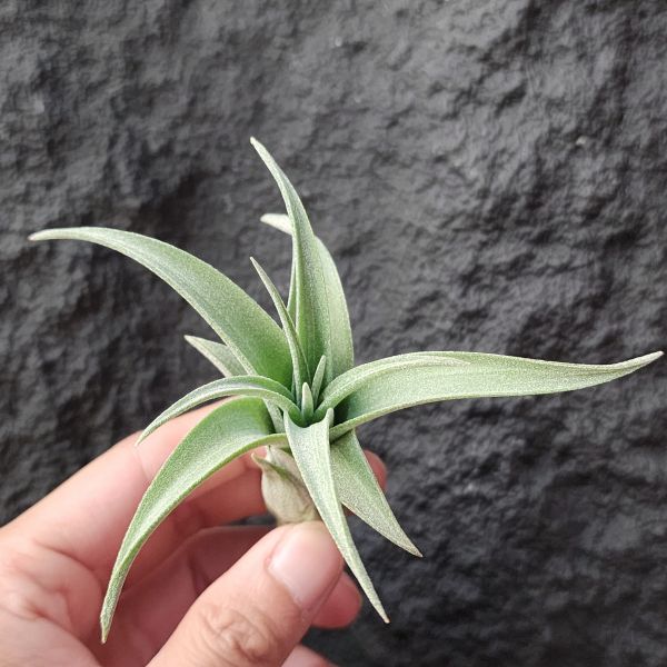 噴泉 × 電捲燙-線西/Tillandsia Exserta × Streptophylla 