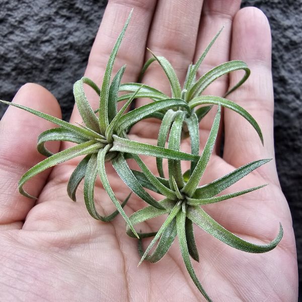 獵食者小精靈-雨林(葉間顯色)/Tillandsia ionantha Predator(RFI) 