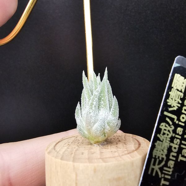 天鵝絨小精靈/Tillandsia ionantha Tall Velvet 