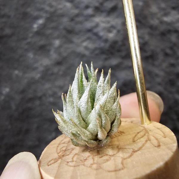 歐洲榛果(特殊)/Tillandsia ionantha Hazelnut (Europe)先前上架一掃而空的特殊個體，實際相較與一般的歐洲榛果有明顯差異，成株會更有肉感也大型些！早期由歐洲取得單一母株栽培的後代植株！ 