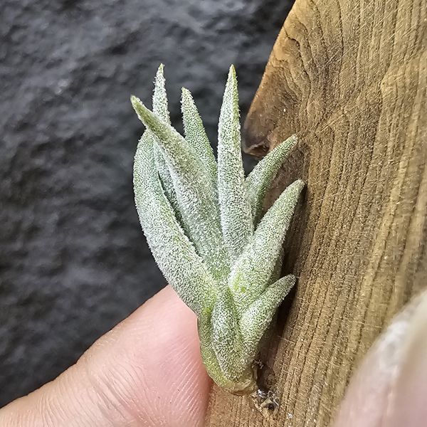 銀冰×樂透/Tillandsia Chiletensis × Lotteae (ED721)實生植株已有不錯的尺寸！ 