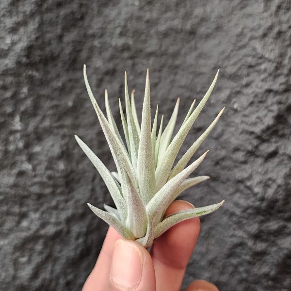 卡麥拉/Tillandsia Comarapaensis Mini 