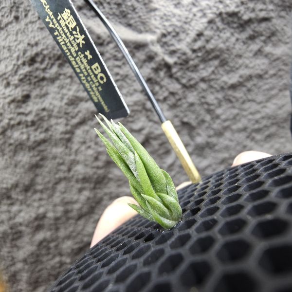 銀冰×BC/Tillandsia chiletensis × BC(streptophylla Belize  × chiapensis) 