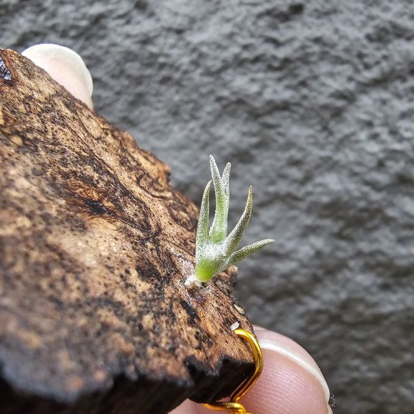 卡蜜拉(特殊極其稀有)/Tillandsia carminea from Heidelberg Botanic Gardens~市面上不會有的品項，帶金屬葉面質感，溫差會稍顯紫~ 