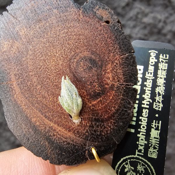 歐洲xip(檸檬香花)交種/Tillandsia xiphioides Hybrids~此品項是向(歐洲當地玩家)收購，並沒有量、市面上也不會有！實生苗型態似瓣狀花型態、毛感明顯，值得收藏期待成株後的樣子！ 
