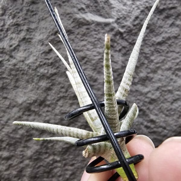 老虎(稀)/Tillandsia Holm's Tiger~台灣沒幾隻的老虎~有點葉傷特價，這價格很優惠！花時間養漂亮~ 