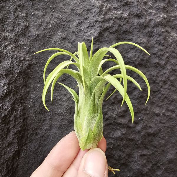 獲月/Tillandsia Harvest Moon Tillandsia (Silver Rose x streptophylla) × ionantha Druid 