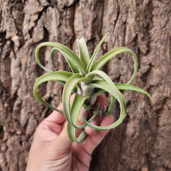 電捲燙×花中花/Tillandsia streptophylla × intermedia 