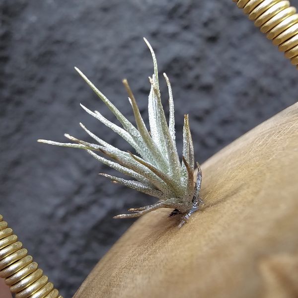 R燒 × 薄變紫花(稀少釋出)/Tillandsia roseifolia(正R燒)×Tillandsia gardneri var. rupicola (TF) 