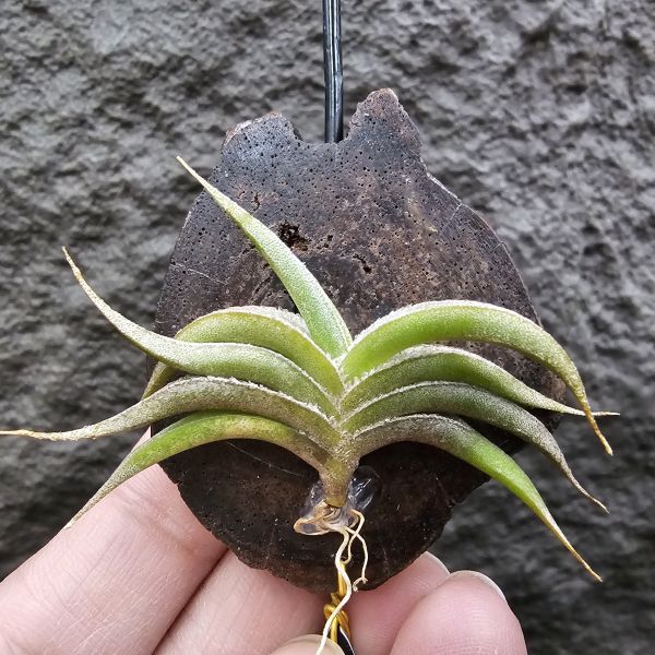燕子minor/Tillandsia gilliessii forma minor 