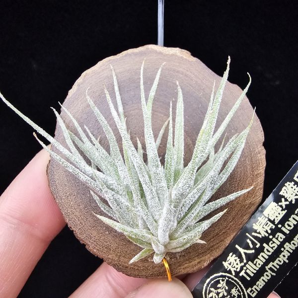 New~小矮人精靈×雞爪(精靈爪?)/Tillandsia ionantha Enano(Tropiflora) × glabrior~熱帶'小矮人精靈'與銀葉質感的'雞爪'交種，有點奇葩XD~叢生滿美、毛毛的~ 