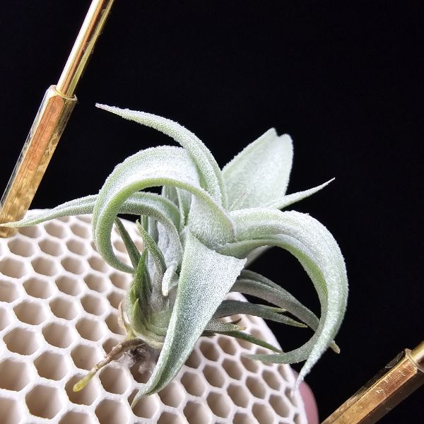 白天鵝×電捲燙貝里斯/Tillandsia barfussii × streptophylla Belize 