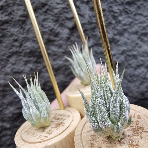 榛果小精靈(大型)不挑株/Tillandsia ionantha Hazelnut Giant~圖四母株開花參考 