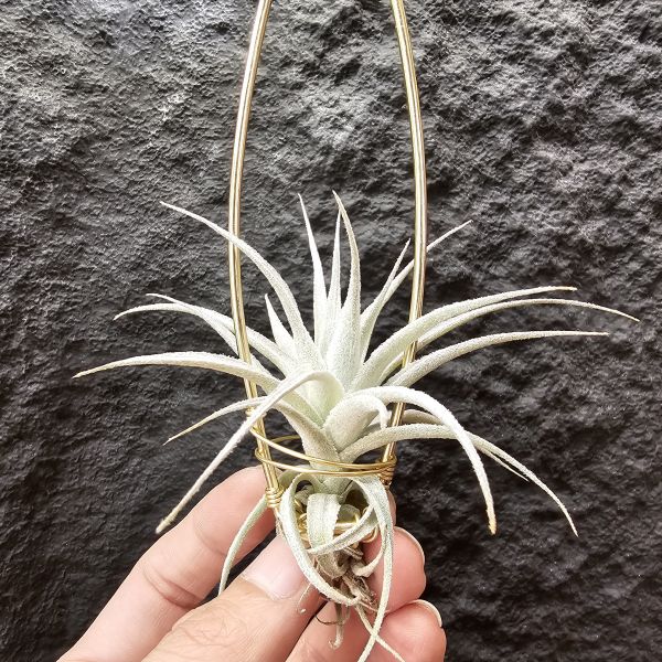薄紗變異(紫花)/Tillandsia gardneri v. rupicola purple form 