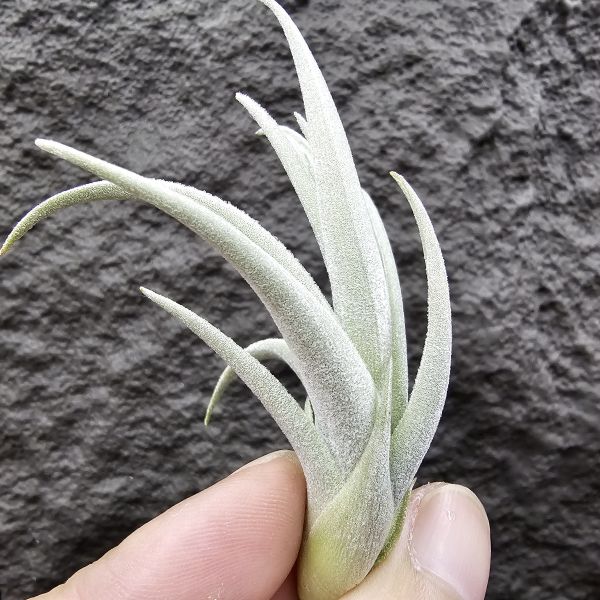 鳥岩大M/Tillandsia minasgeraisensis(Bird Rock) 