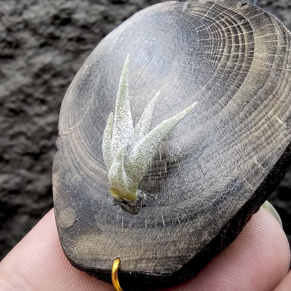 銀龍爪/Tillandsia sp. ei tule mexico 