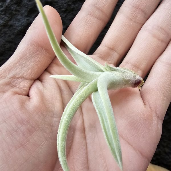 拉美拉/Tillandsia ramellae 