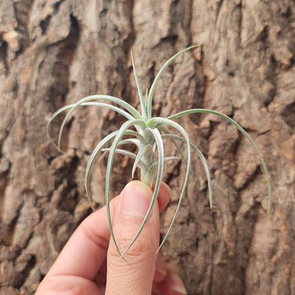 伊莎貝爾/Tillandsia Sweet Isabel 
