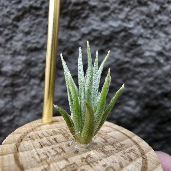 黃花媳婦(xip)×河豚/Tillandsia xiphioides var. lutea × ehlersiana 