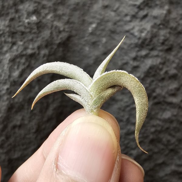 吉利minor(燕子)/Tillandsia gilliesii forma minor 