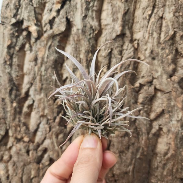 草莓牛奶＆卡比他他-紫/Tillandsia Capitata Mauve 