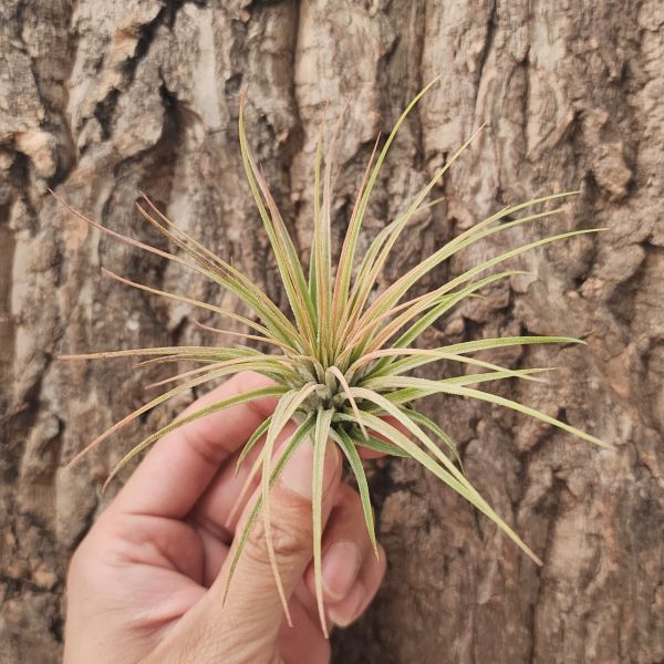 羅西塔小精靈×大白毛/Tillandsia Ionantha Rosita × Magnusiana 