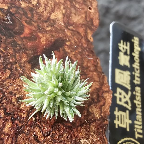 草皮鳳實生/Tillandsia tricholepis 