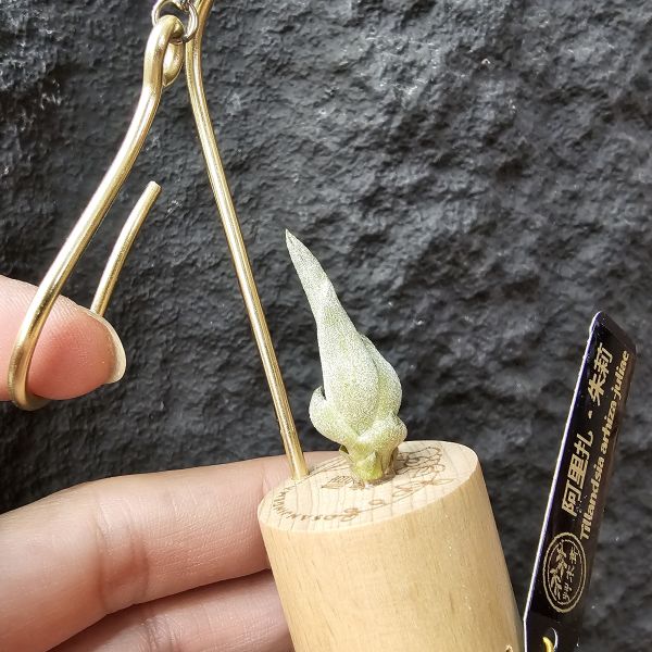 阿里扎・朱莉(台產芽、不挑株)/Tillandsia arhiza-juliae 