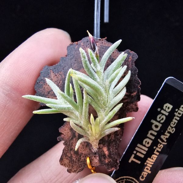 阿根廷卡畢/Tillandsia capillaris(Argentina)~早期由阿根廷進口的小型卡畢，已人工栽培多年的形態，圖五母叢參照！ 