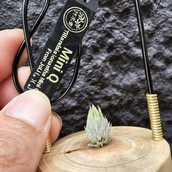 MiniQ/Tillandsia ionantha MiniQ~From JoLi (⁎  )(  ⁎) 