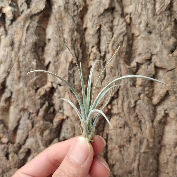 米瑪變種/Tillandsia Mima Chilitensis 