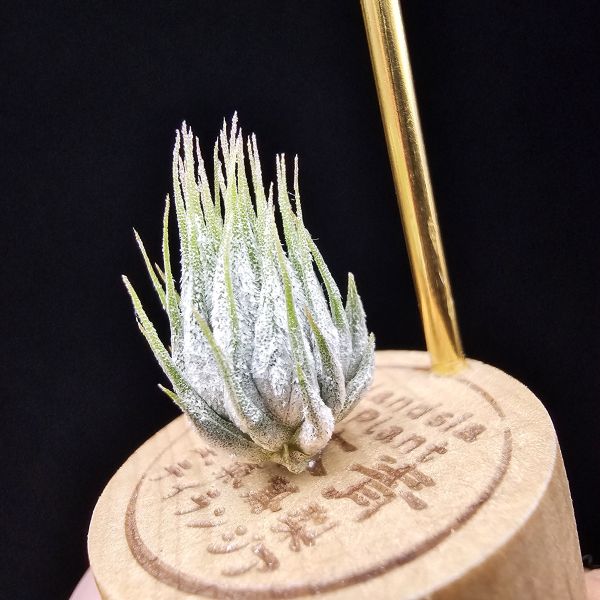 德K榛果/Tillandsia ionantha haselnuss(KK) 