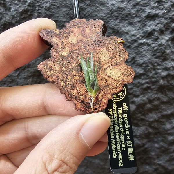 off. gerdae × 紅電捲#8262/Tillandsia off. gerdae × streptophylla Red Form #8262~瓣狀花小型種交管狀花紅電卷，相當特別，目前以見顯紅~ 