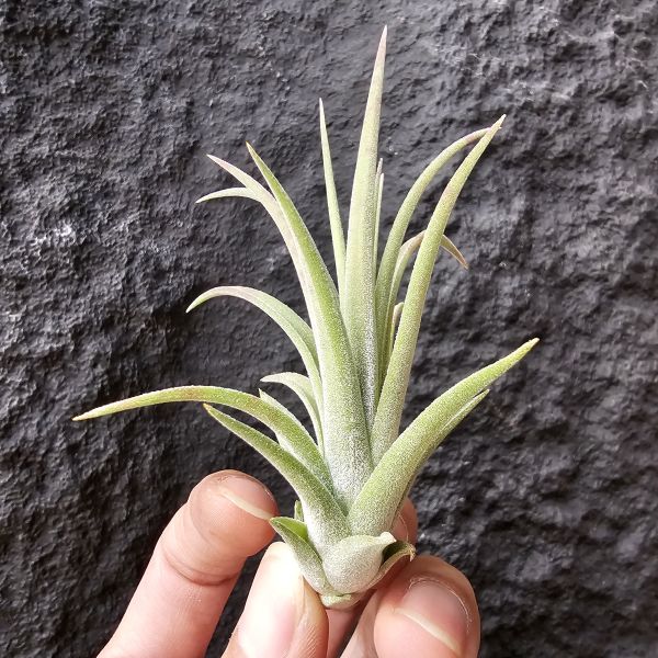 卡比他他×德魯伊/Tillandsia capitata × ionantha Druid 