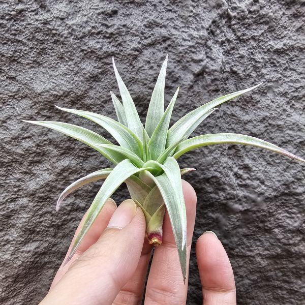 歐洲綠兔/Tillandsia edithae green(Europe) 