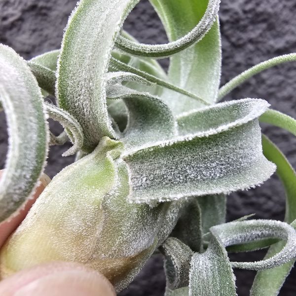 墨西哥電捲(早期毛感很好)這顆有點葉傷特價/Tillandsia streptophylla Mexico 