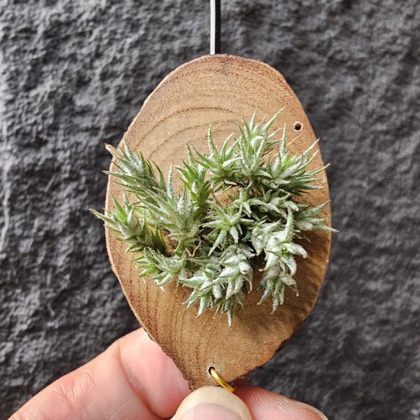 珮迪斯拉塔(彈頭)-叢生/Tillandsia pedicellata 