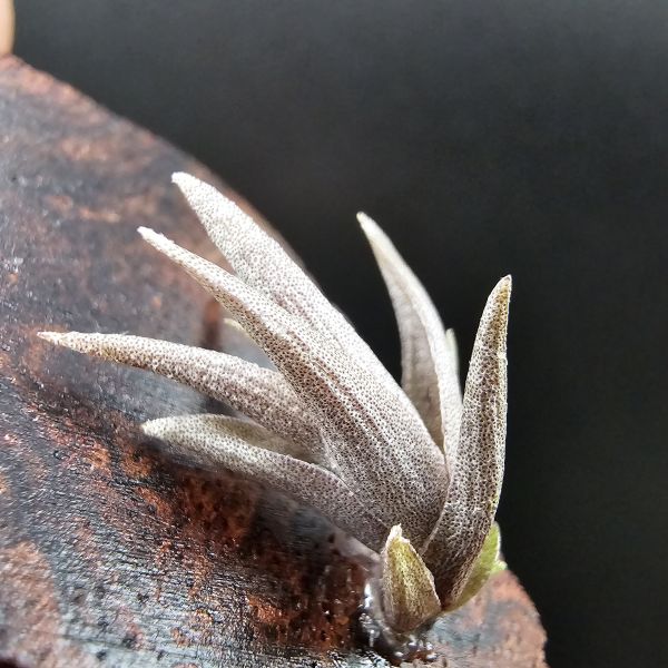 小海螺(尺寸大一些帶2芽)/Tillandsia Peiranoi Red~重油耐用"降真木"板材 