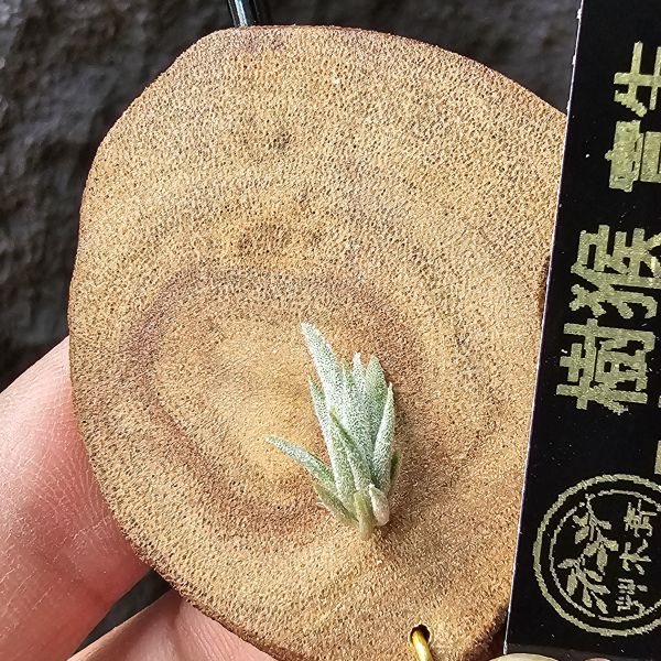樹猴-實生苗小小的上木可愛一下，長大在請下木吧~/Tillandsia duratii seedling 