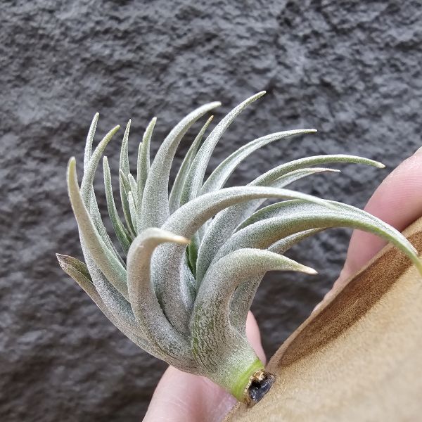 原種卡蜜拉(稀)/Tillandsia carminea(Europe)~正卡蜜拉，與野採個體是不同的品項也較罕見！ 