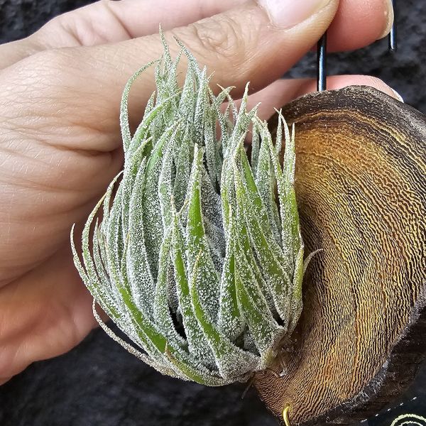S燒(大尺寸)/Tillandsia Sprengeliana 