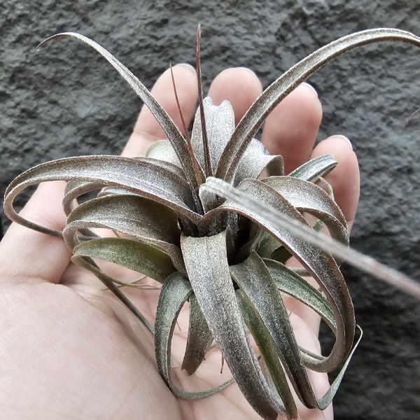 (滷肉×電捲)×BC/Tillandsia (novakii × streptophylla) × Bea Correale 