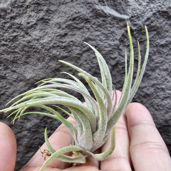 蘇黎世/Tillandsia sucrei 