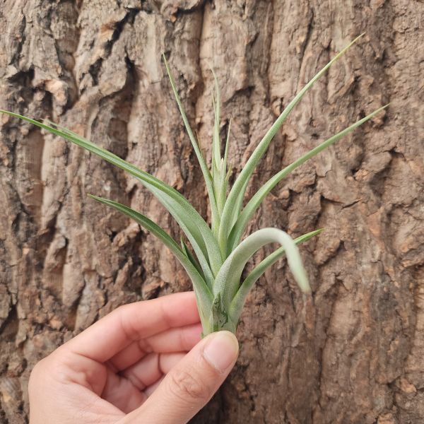 空可樂×象牙玉墜子-抽花梗/Tillandsia Concolor × Paucifolia 